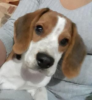 Beagle