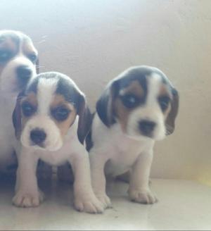 Beagle Tricolor Cachorros