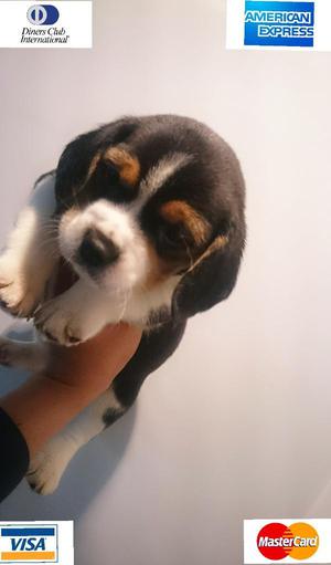 Beagle de Buen Linaje Impresionantes