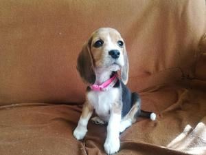 Beagle hembra 2 meses