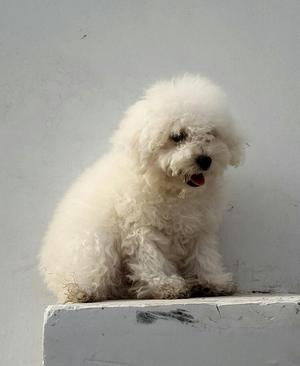 Bichon Frise