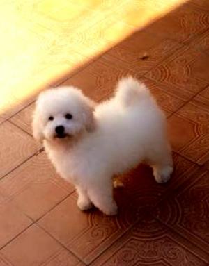 Bichon Frise Unicos