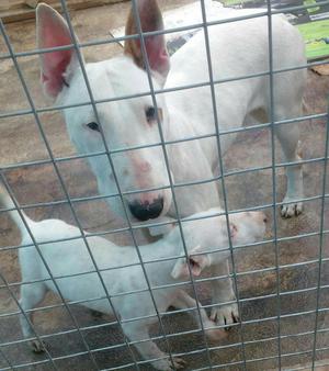 Bull Terrier