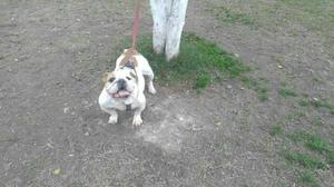 Bulldog Ingles Hembra