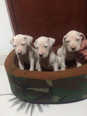 CACHORRO DOGO ARGENTINO