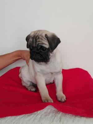 CARLINO PUG CACHORRO INCOMPARABLE OFERTO