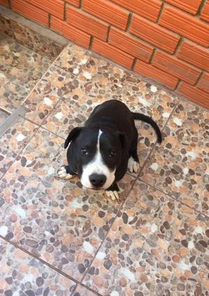 Cachorrita American Staffordshire