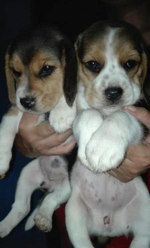 Cachorritos Beagle