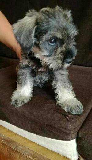 Cachorro Schnauzer