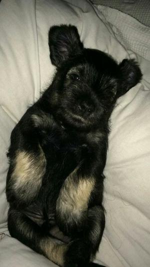 Cachorros