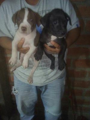 Cachorros American Stanfor