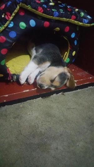 Cachorros Beagle