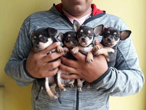 Cachorros Chihuahuas Tricolor