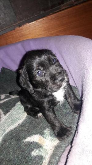 Cachorros Labradores Negros