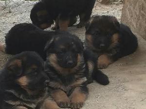 Cachorros Pastores Alemanes