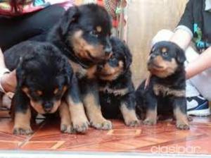 Cachorros Rottweiler