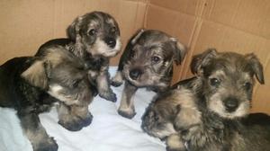 Cachorros Schnauzer Sal Pimienta Bellos