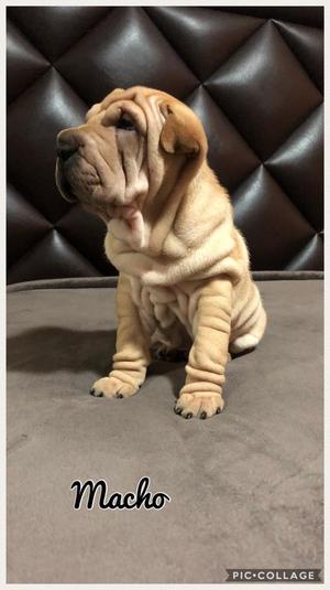 Cachorros Sharpei, 1 Mes Y 20 Dias