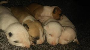 Cachorros machos bull terrier