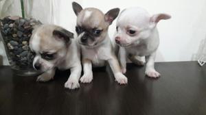 Chihuahua Súper Toy Lindos Cachorritos
