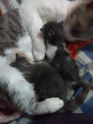 Doy en Adopción 2 Gatitos
