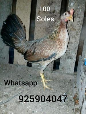 Gallina en Venta