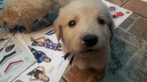 Golden Retriever Cachorros