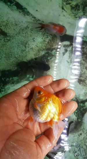 Goldfish Adultos Y Pequeños Importados