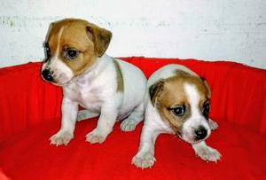 Jack Russell Terrier