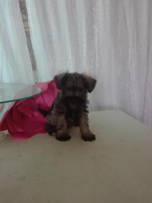 Linda perrita Schnauzer hermosa 