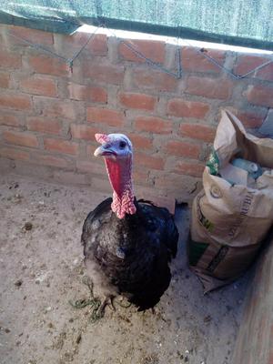 Pavo en venta