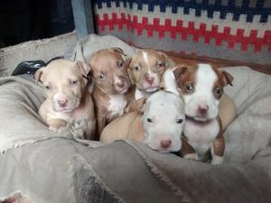 Pitbull Cachorros
