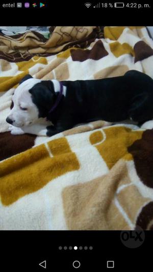 Pittbull en Venta.