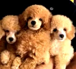 Poodle Caniche Apricot