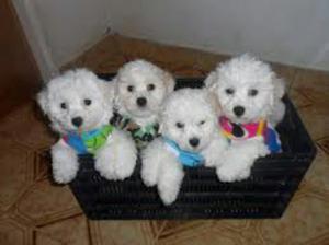 Preciosos Bichon Frise