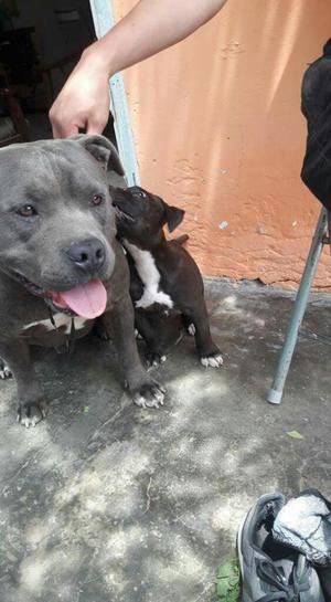 Remato Pitbull 250