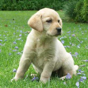 Se Vende Mi Hermosa Cachorro Labradora