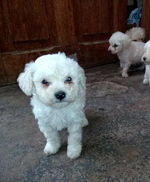 Vendo Cachorros Poodle