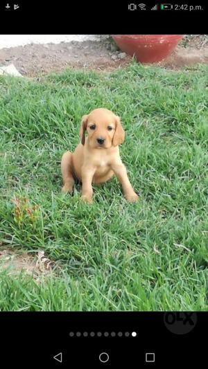 Vendo Hermozos Cachorros Cocker