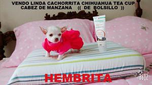 Vendo Linda Cachorrita Chihuahua Tea Cup::::::DE BOLSILLO
