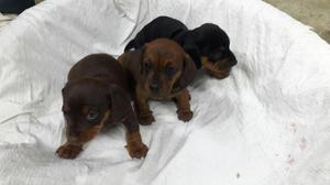 Vendo Lindos Cachorritos Raza Salchichas