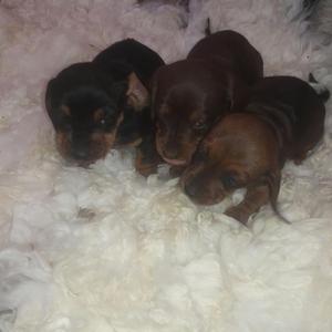 Vendo Lindos Cachorritos Raza Salchichas