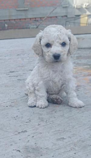 Vendo Perritos Poodle Toy