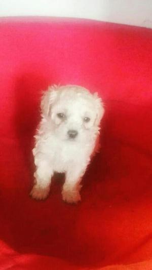 Vendo Poodle Mini Toy