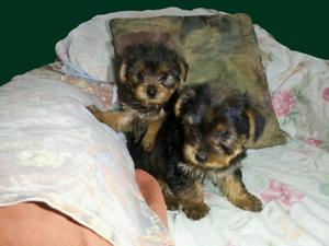 Yorkshires Toy Cachorros