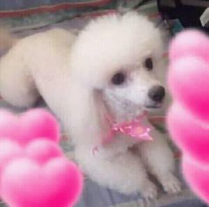 cachorros poodle