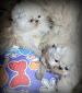 gato persa bellos y hermosos gatitos ideal para mascota