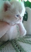 gato persa doll face lindos gatitos amorosos bicolor y