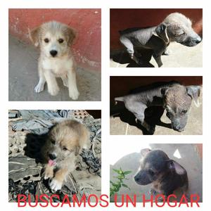 Adopcion de Cachorros!!