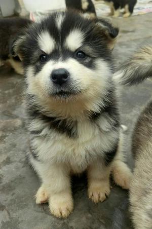 Alaska Malamute